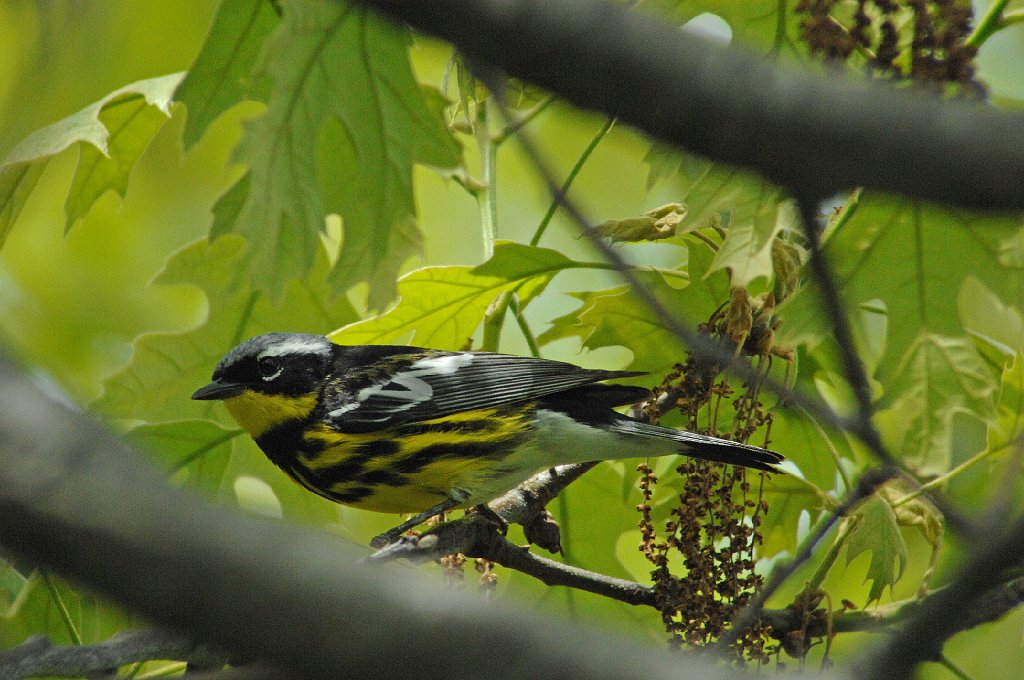 Warbler, Magnolia, 2009-05209537 Parker River NWR, MA.JPG - Magnolia Warbler. Parker River NWR, MA, 5-20-2009